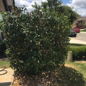 Photo of The Goat Lawn & Tree Services