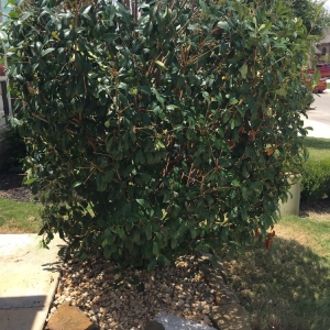 Photo of The Goat Lawn & Tree Services