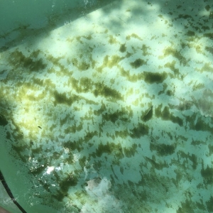 Photo of Tropical Sunshine Pools