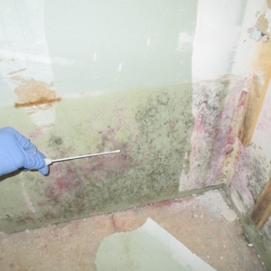 Photo of Indoor Mold Specialist