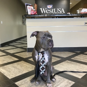 Photo of Jacklyn Whitehead | West USA Realty