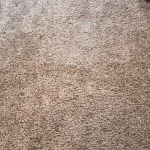 Photo of Carpet MD