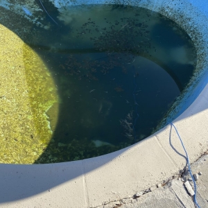 Photo of Blue Tide Swimming Pool Service & Repair