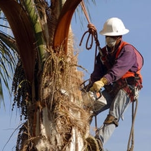 Wheat Ridge Anthony Excavation & Tree Services