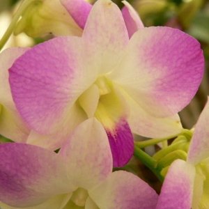 Photo of Tahi Flores Exoticas
