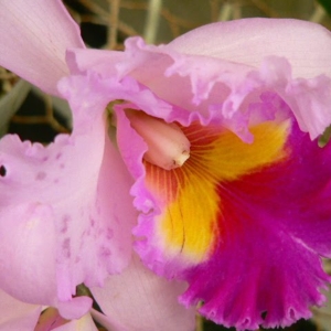 Photo of Tahi Flores Exoticas