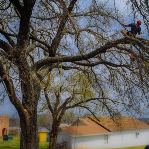 Photo of Earth and Arbor Tree Service