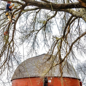 Photo of Earth and Arbor Tree Service