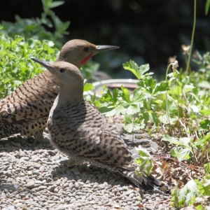 Photo of Second Nature Garden Design