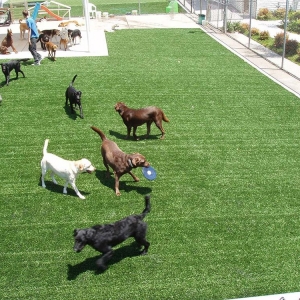 Dallas EasyTurf