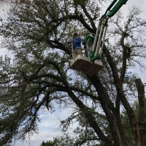 Photo of A Cut Above Lawn and Tree Service