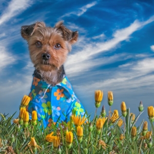 Photo of Charmaine Gray Pet Photography
