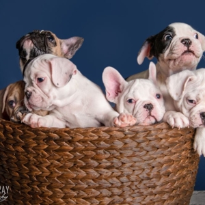 Photo of Charmaine Gray Pet Photography