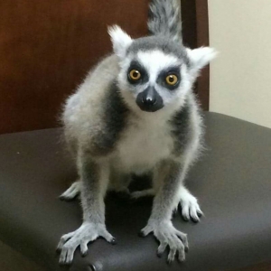 Photo of Monkey See Monkey Do Exotic Petting Zoo