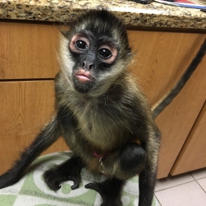 Photo of Monkey See Monkey Do Exotic Petting Zoo