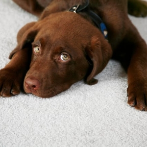 Photo of Carpet Cleaning By Metron
