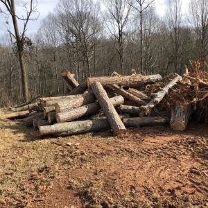 Photo of Sea Forestry Grading & Mulching