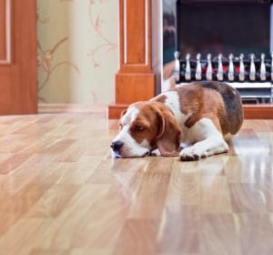 Photo of Haas Flooring, LLC