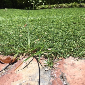 Photo of Gator Turf