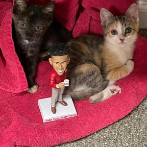 Photo of PJ Johnson - State Farm Insurance Agent