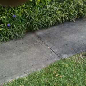 Hollywood Devon Whitehead Pressure Cleaning