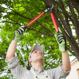 Photo of SES Tree Service of Peachtree Corners