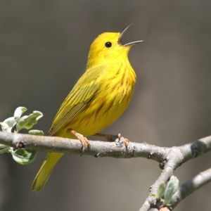 Photo of Stop the Chirp