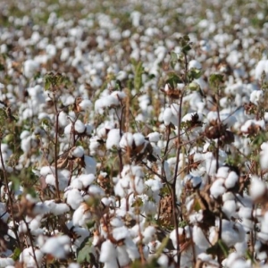 Photo of Agricenter International