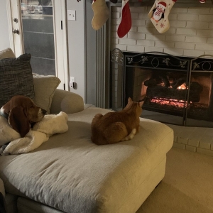 Photo of Chewy's Home Services