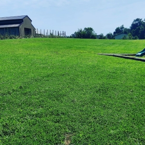 Photo of T&A Home & Lawn