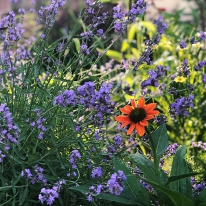 Photo of Native Roots Landscaping