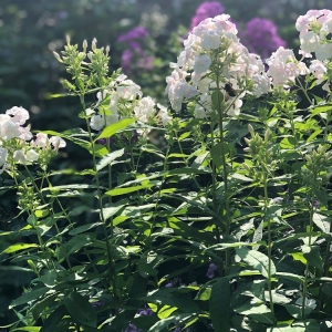 Photo of Native Roots Landscaping