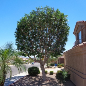 Photo of Lucas Lawn and Yard Care