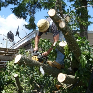 Photo of Little Rock Tree Care