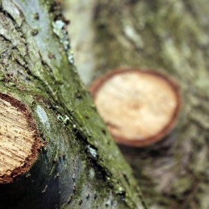 Photo of Little Rock Tree Care