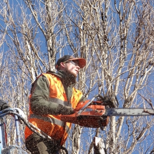 Photo of Little Rock Tree Care