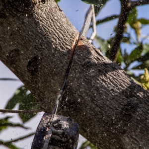 Photo of Little Rock Tree Care