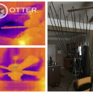 Photo of Otter Clean and Restore