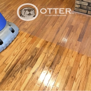 Photo of Otter Clean and Restore
