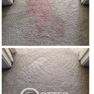 Photo of Otter Clean and Restore