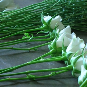 Photo of a. fortuño flors