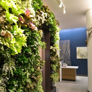 Mercer Island The Interior Foliage Company