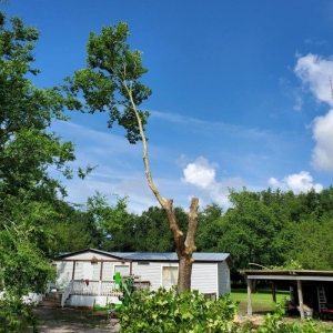 Photo of Central Florida Lawn Land and Tree Management