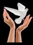 Photo of Charlotte White Dove Release