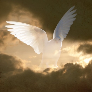 Photo of Charlotte White Dove Release