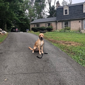 Photo of Invisible Fence of Montgomery County