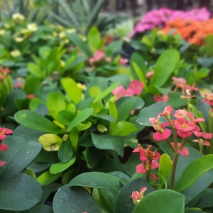 Photo of Quality Gardens