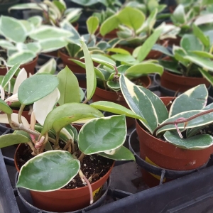 Photo of Quality Gardens