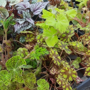 Photo of Quality Gardens