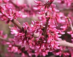 Photo of Eagle Creek Nursery & Landscape